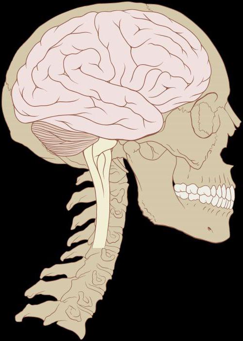 Τοπογραφία του εγκεφάλου